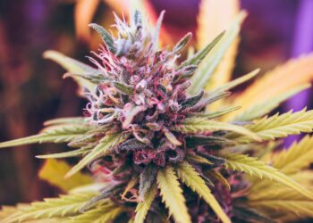 pink and green petaled flower